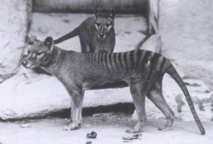 Is the Tasmanian Tiger still alive?