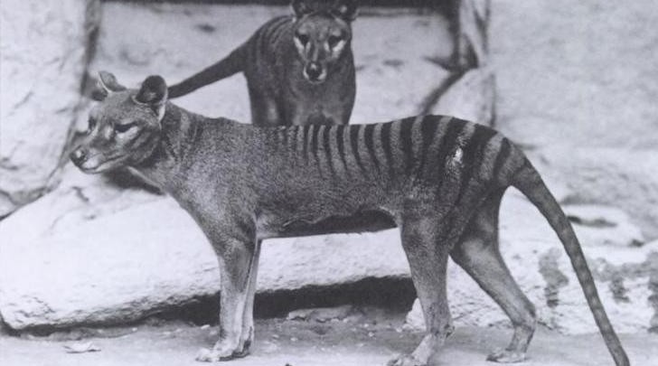 Is the Tasmanian Tiger still alive?