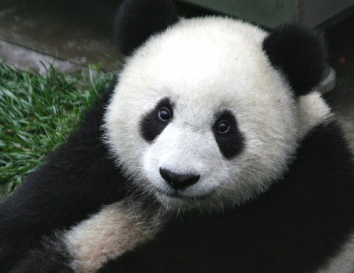 Pandas - süße Bären, grausame Abstammung