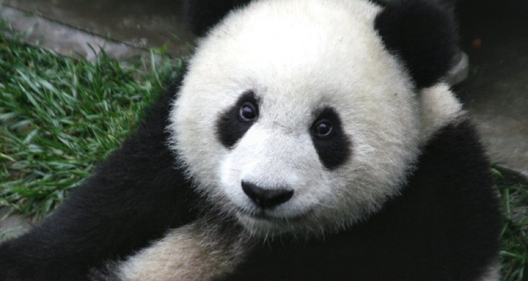 Pandas - süße Bären, grausame Abstammung