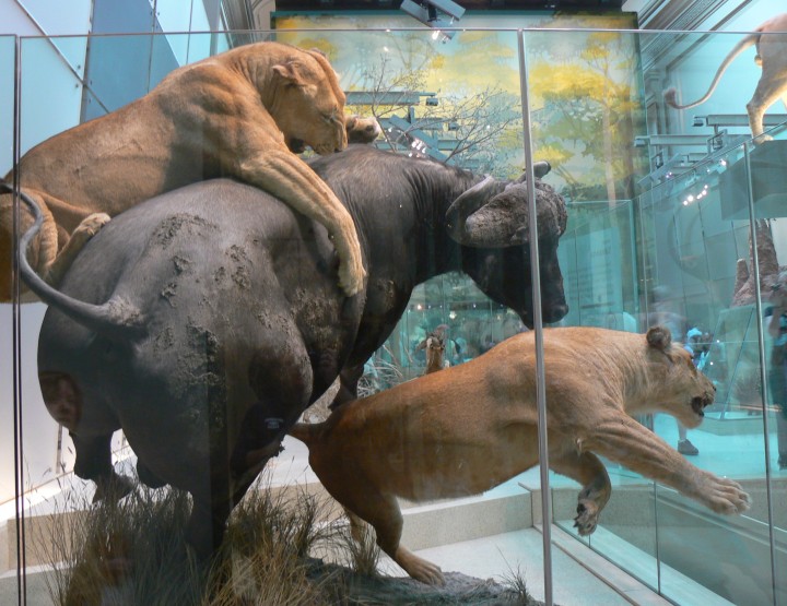 Taxidermie - Eine bizarre Praktik ?