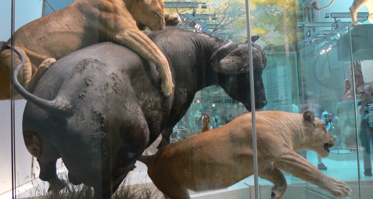 Taxidermie - Eine bizarre Praktik ?