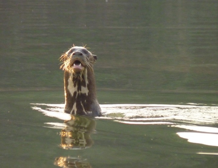 Giant Otters – The wolves of the rivers