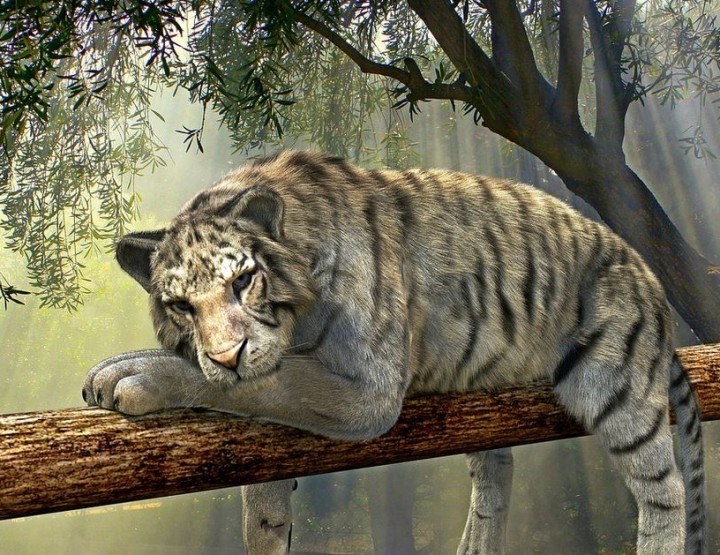 Tiger – vom Aussterben bedroht