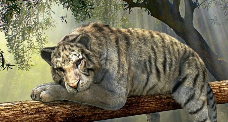 Tiger – vom Aussterben bedroht