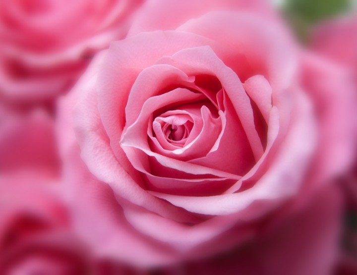 Buying the right flowers - the meaning of rose colors