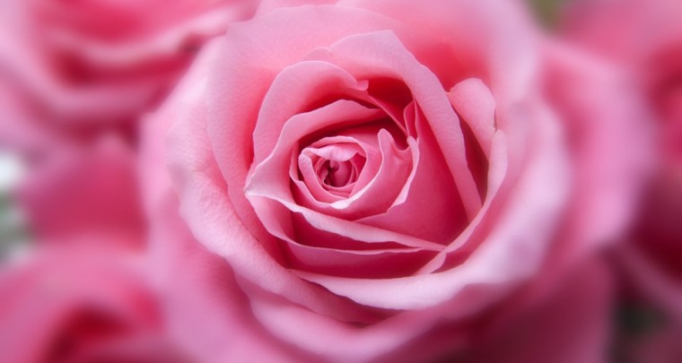 Die richtigen Blumen kaufen - Rosenfarben und ihre Bedeutungen