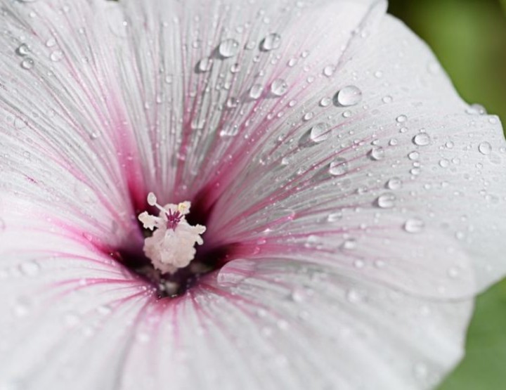 Hibiscus – Benefits of the ‘Botox plant’