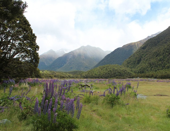 Die gefährdete Inselwelt von Neuseeland