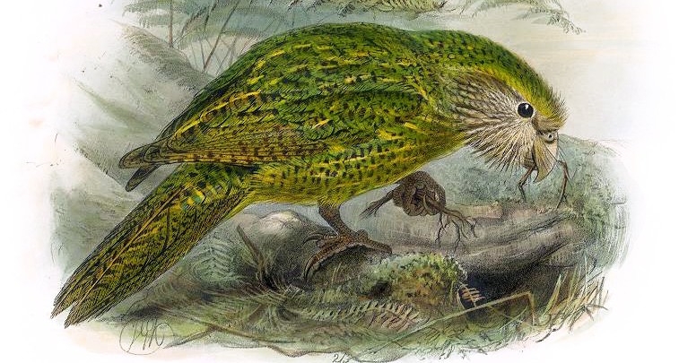 Der Kakapo: Ein Vogel zu naiv, um sich zu behaupten