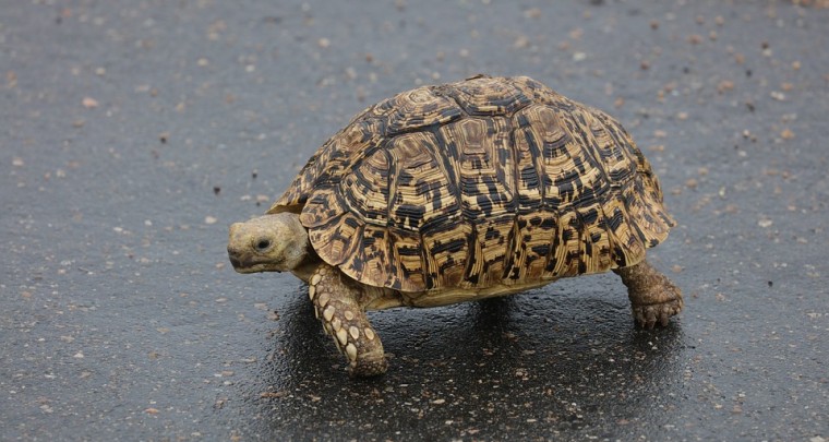 Save a Turtle - Was man dabei falsch machen kann