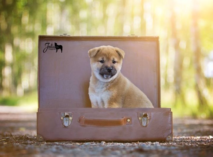 Großbritannien - Traumreiseland für Hundehalter?