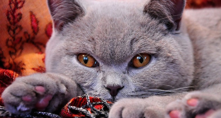 Tierportrait: Die Britische Kurzhaar Katze