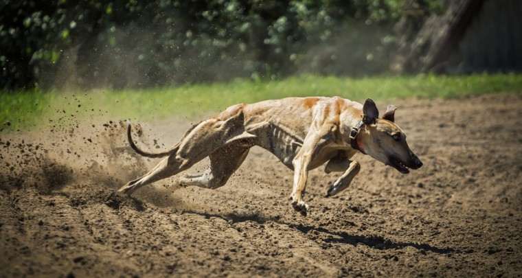 Tierportrait: Die athletischen Windhunde