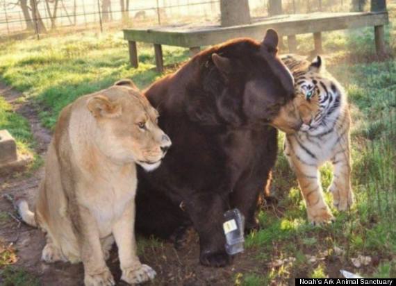 Tiger, Bär und Löwe - eine ungewöhnliche Tierfreundschaft