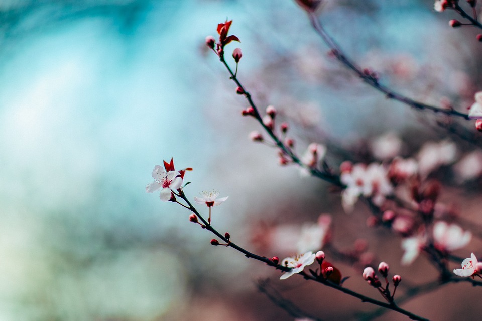 cherry-blossom-1209577_960_720
