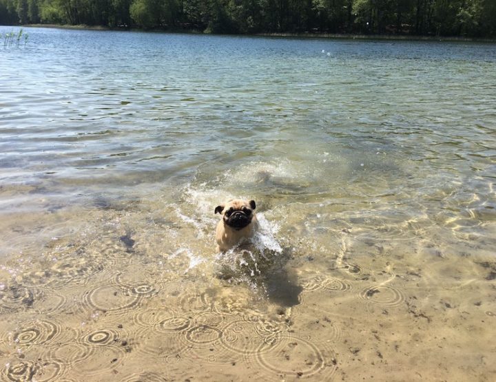 Berlin mit Hund - Der Hundestrand am Grunewaldsee