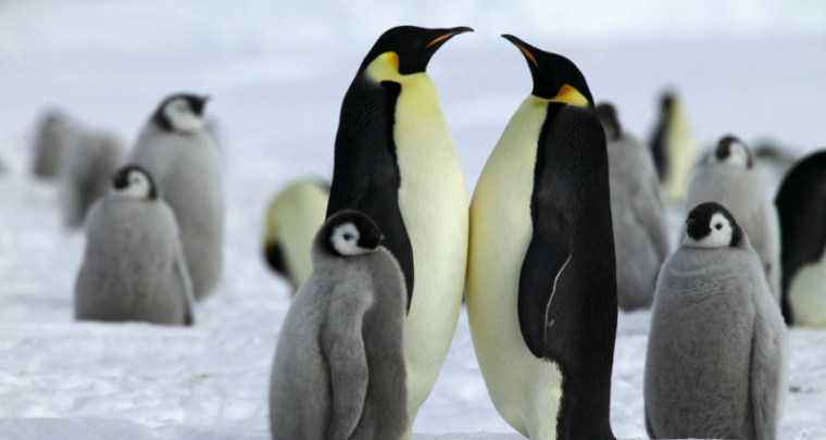 Reise in die Antarktis - in eisige Wunderwelt eintauchen