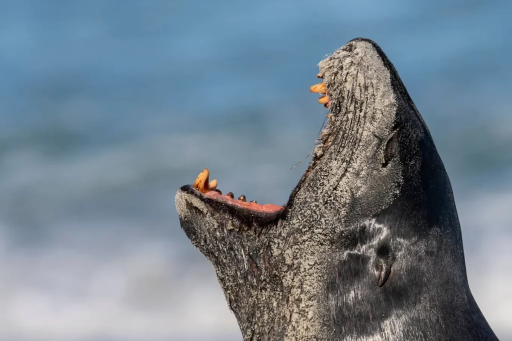 Schreckenswellen: Die mörderischen Robben von Kapstadt